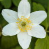 Anemone nemorosa (Bosanemoon)