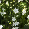 Campanula persicifolia 'Alba' (Klokjesbloem)