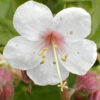Geranium macrorrhizum 'Album' (Ooievaarsbek)
