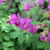 Geranium macrorrhizum roze (Ooievaarsbek)