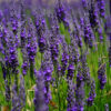 Lavendula angustifolia 'Hidcote'