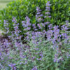 Nepeta x faassenii (Kattenkruid)