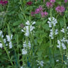 Physostegia virginiana 'Summer Snow' (Scharnierbloem)