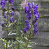 Aconitum napellus (Monnikskap)