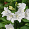 Campanula glomerata 'Alba' (Kluwenklokje)