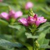 Chelone obliqua (Schildpadbloem)