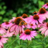Echinacea purpurea (Rode Zonnehoed)