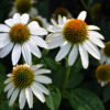 Echinacea purpurea 'White Swan' (Witte Zonnehoed)