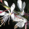 Gaura lindheimeri 'Whirling Butterflies' (Prachtkaars)