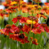 Helenium (Zonnekruid)