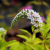Lysemachia clethroides (Wederik)
