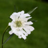 Scabiosa caucasica 'Alba' (Duifkruid)