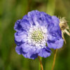 Scabiosa caucasica (Duifkruid)