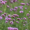 Verbena bonariensis (IJzerhard)