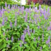 Hyssopus officinalis (Hysop of Heilig Kruid)