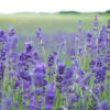 Lavendula angustifolia 'Munstead'