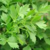 Levisticum officinale (Lavas of Maggiplant)