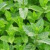 Mentha piperita (Pepermunt)