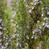 Rosemarinus officinalis (Rozemarijn)