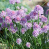 Allium schoenoprasum (Bieslook)