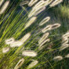 Pennisetum alopecuroides Hameln (Lampenpoetsergras)