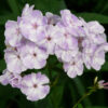 Phlox paniculata 'Flame Blue' (Vlambloem)