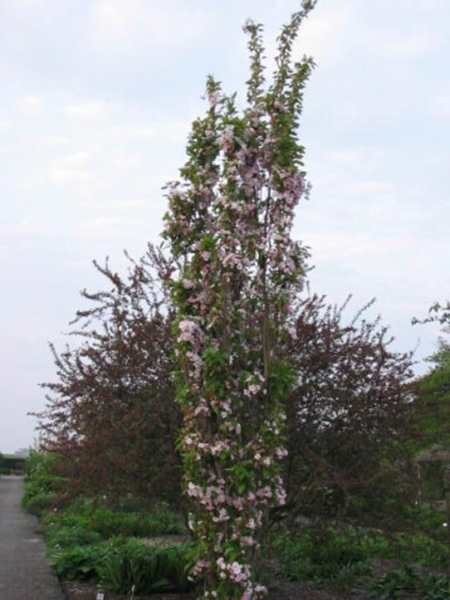 Prunus serrulata 'Amanogawa' (Zuilkers)