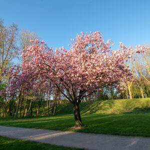 Meerstammige bomen