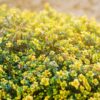 Thymus citriodorus Aureus (Geelbladige citroentijm)
