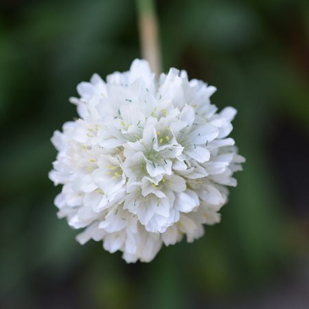 Armeria maritima 'Alba' (Engels gras)