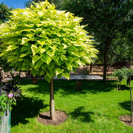 Catalpa bignoides 'Nana'