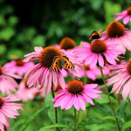 Echinacea purpurea (Rode Zonnehoed)