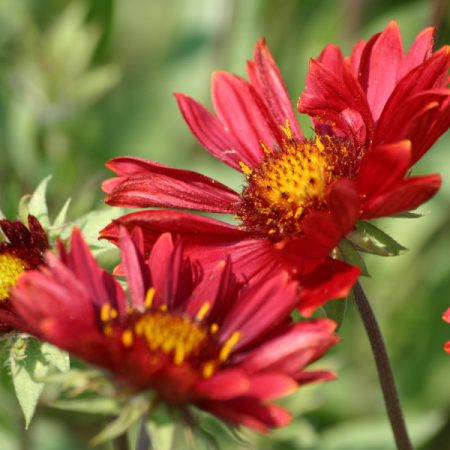 Gaillardia burgunder (Kokardebloem)