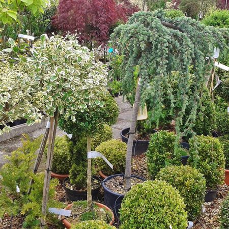 Karins Tuinshop Op stam bomen