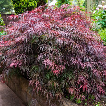 Karins Tuinshop Treurbomen