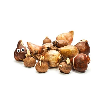 Karins-Tuintips-Nieuws-Natural-Bulbs