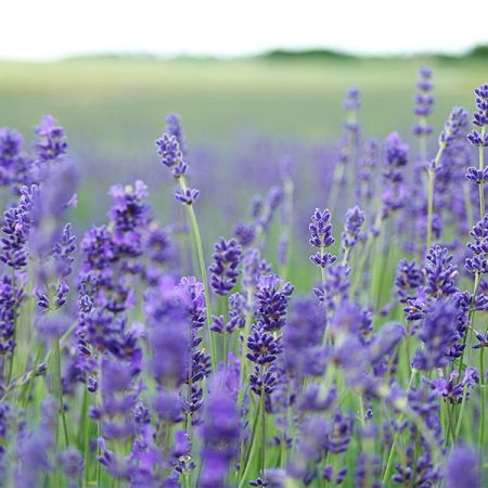 Lavendula angustifolia 'Munstead'