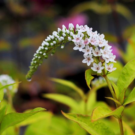 Lysemachia clethroides (Wederik)