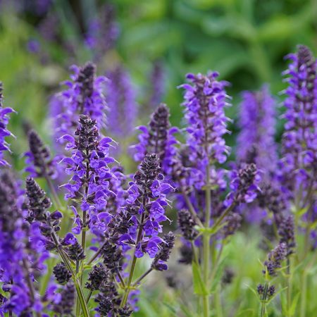 Salvia nemerosa ‘Ostfriesland' (Salie)