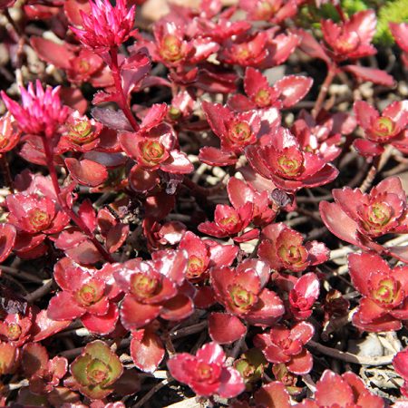 Sedum spurium (Roze Vetkruid)