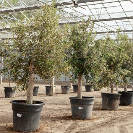 The-Olive-Farmers