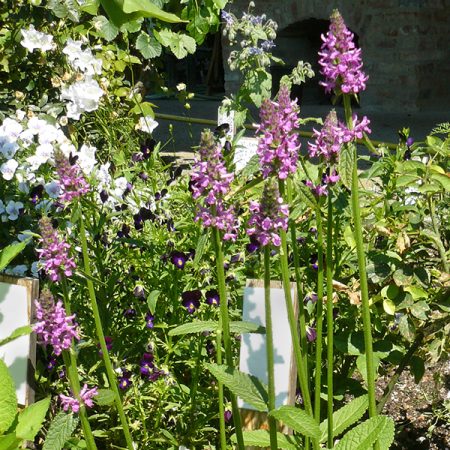 Vaste-planten
