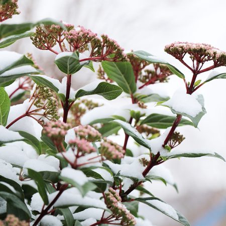 Viburnum tinus (Sneeuwbal)